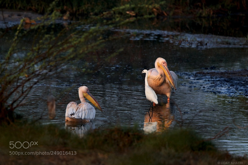 Canon EOS 5D Mark IV sample photo. Pelican bird shot by photography