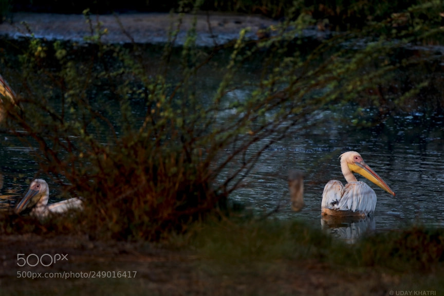 Canon EOS 5D Mark IV sample photo. Pelican bird shot by photography