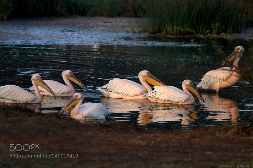 Canon EOS 5D Mark IV sample photo. Pelican bird shot by photography