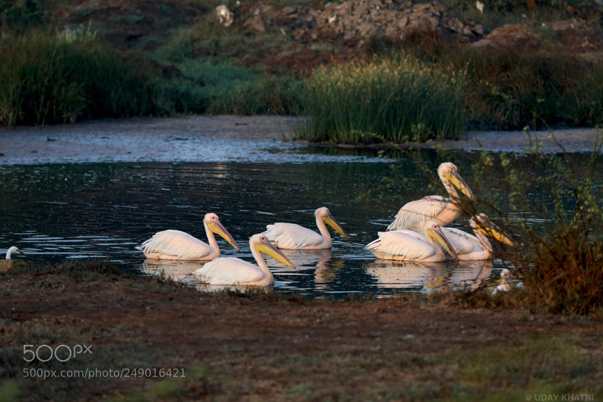 Canon EOS 5D Mark IV sample photo. Pelican bird shot by photography