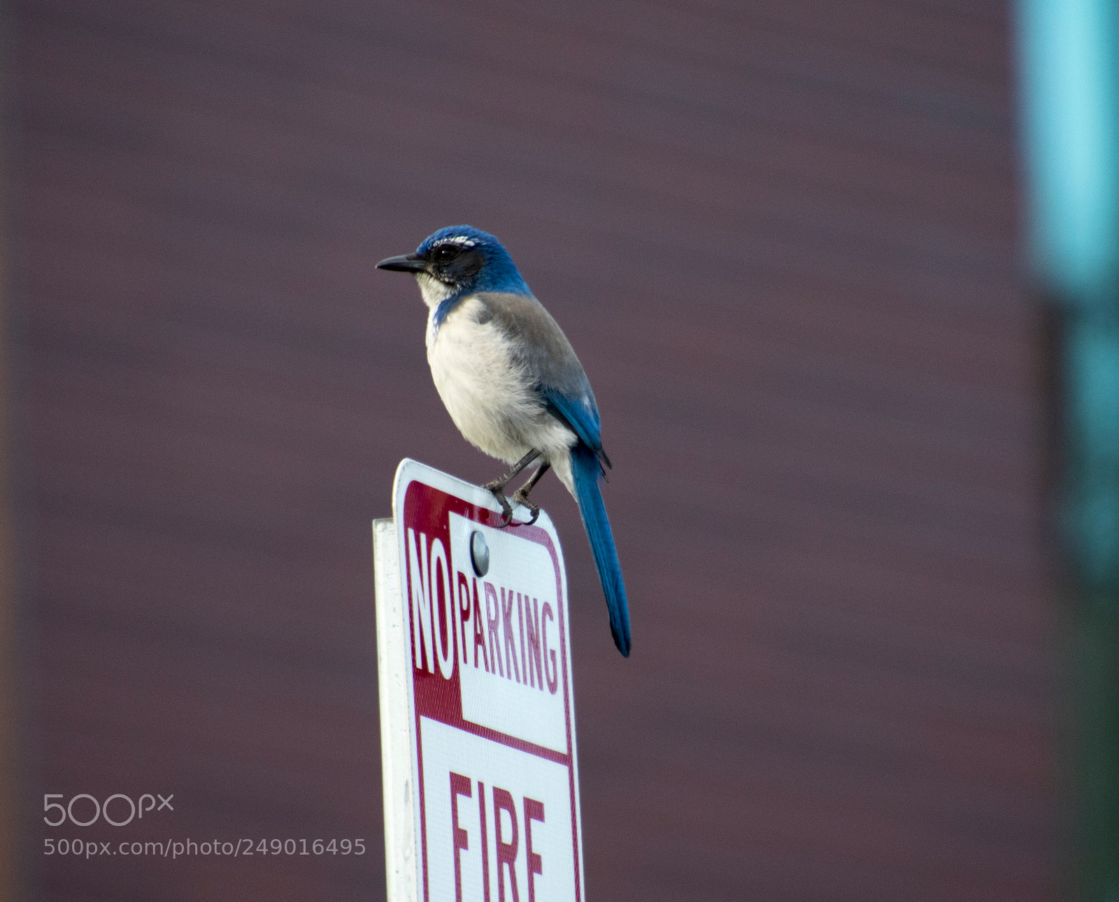 Canon EOS 7D Mark II sample photo. No parking bird .... photography