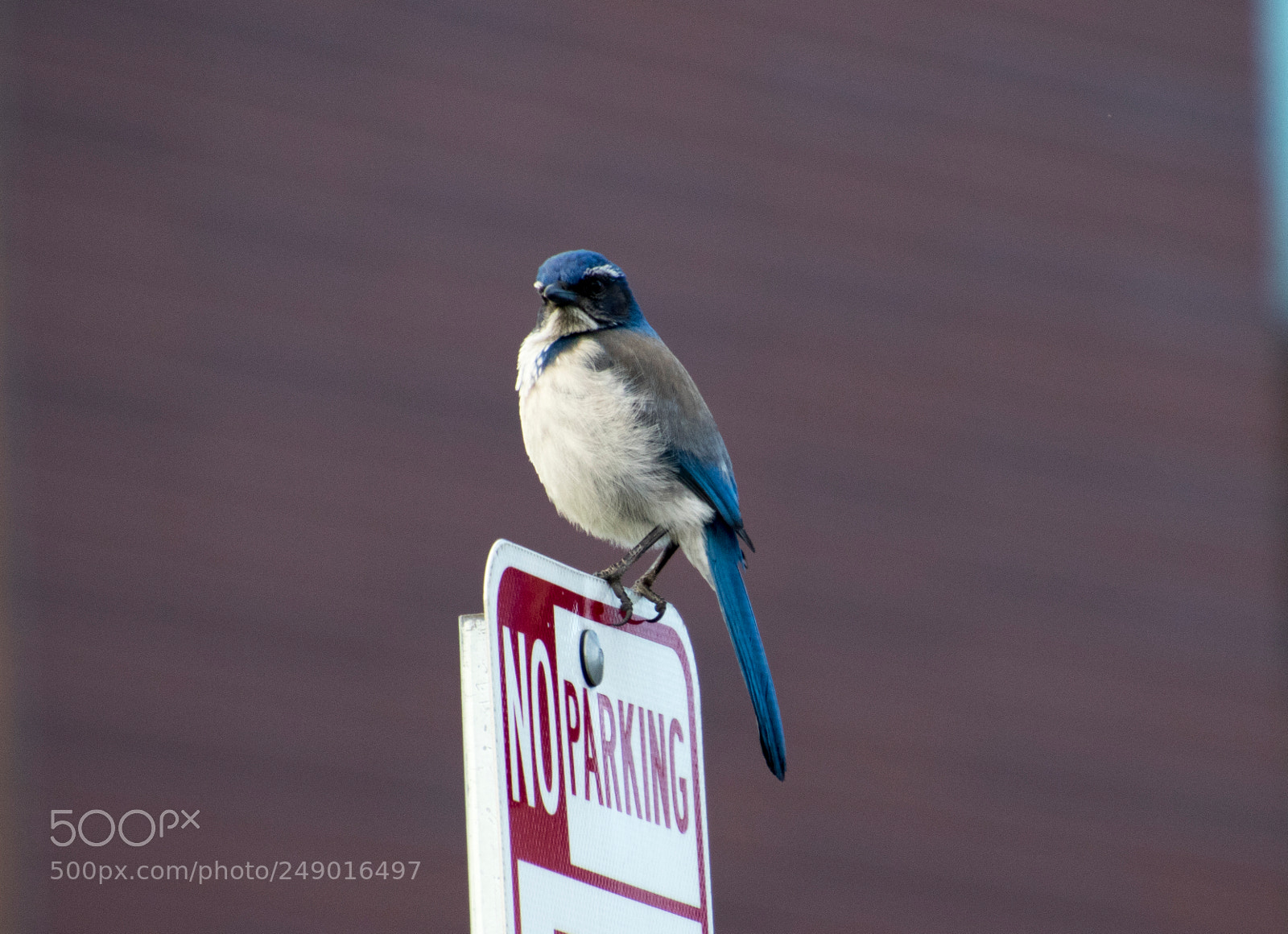 Canon EOS 7D Mark II sample photo. No parking bird .... photography