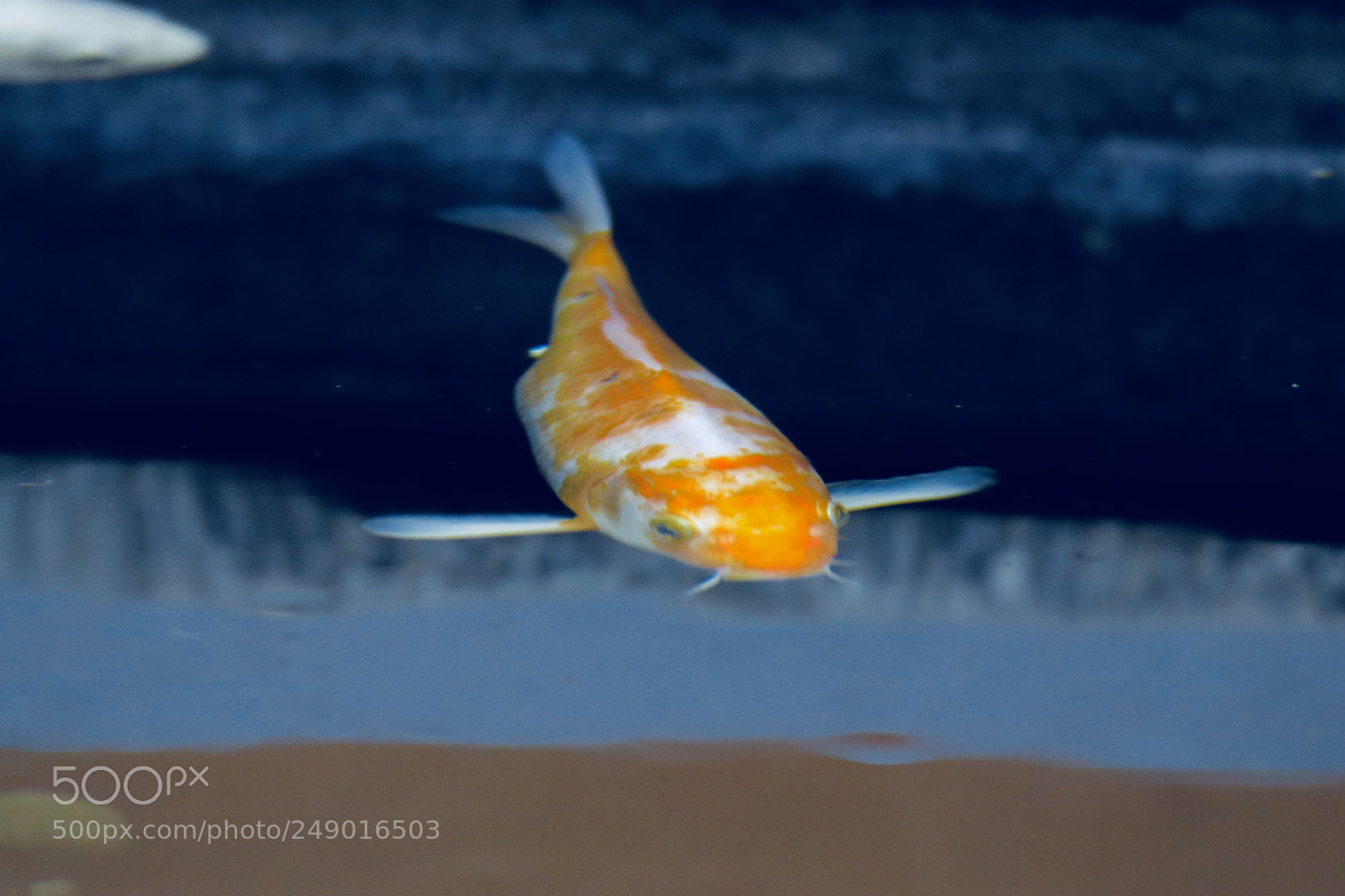 Canon EOS 80D sample photo. 飞行的鱼flying fish photography