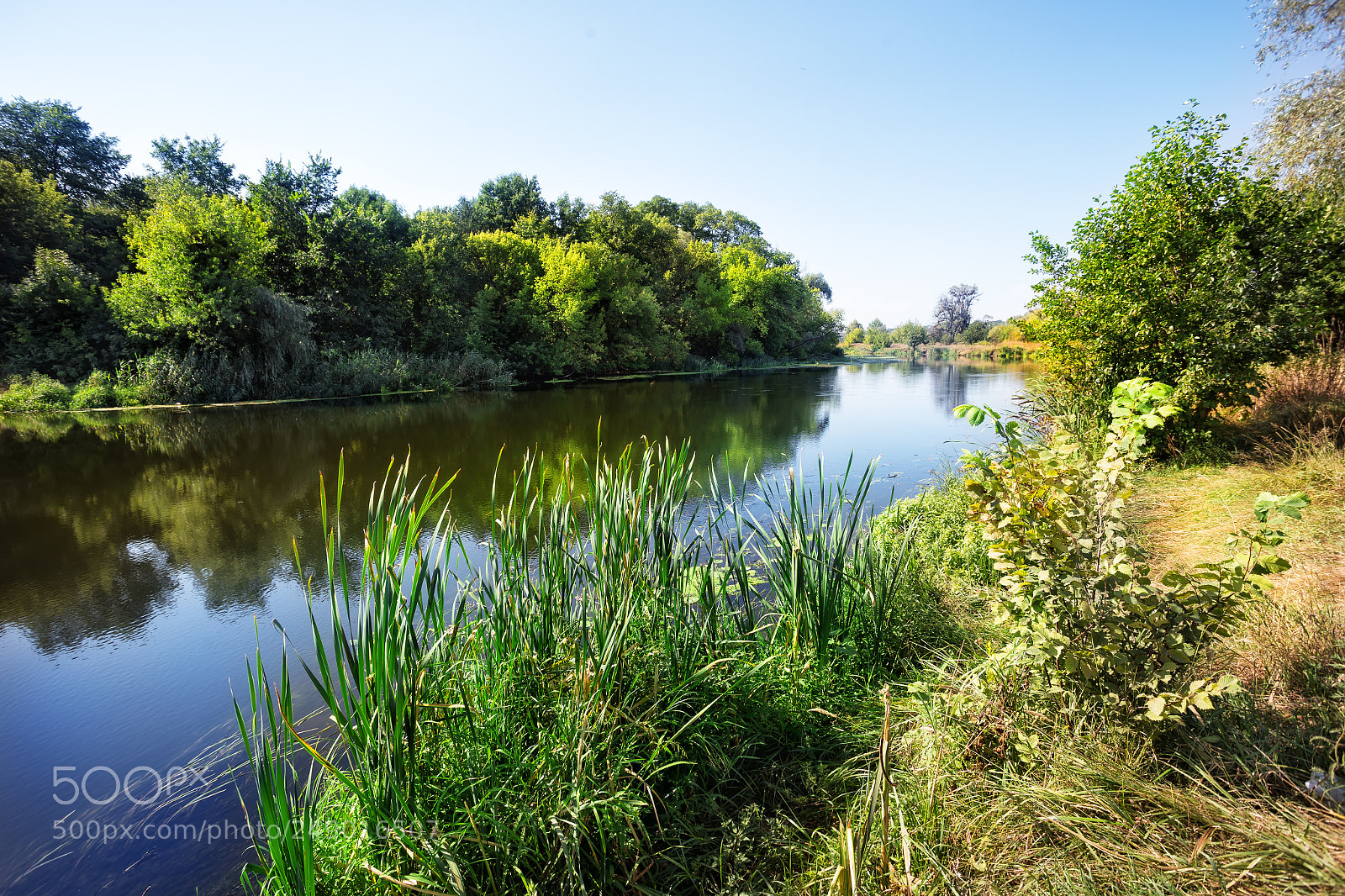 Canon EOS 6D sample photo. River with reeds and photography