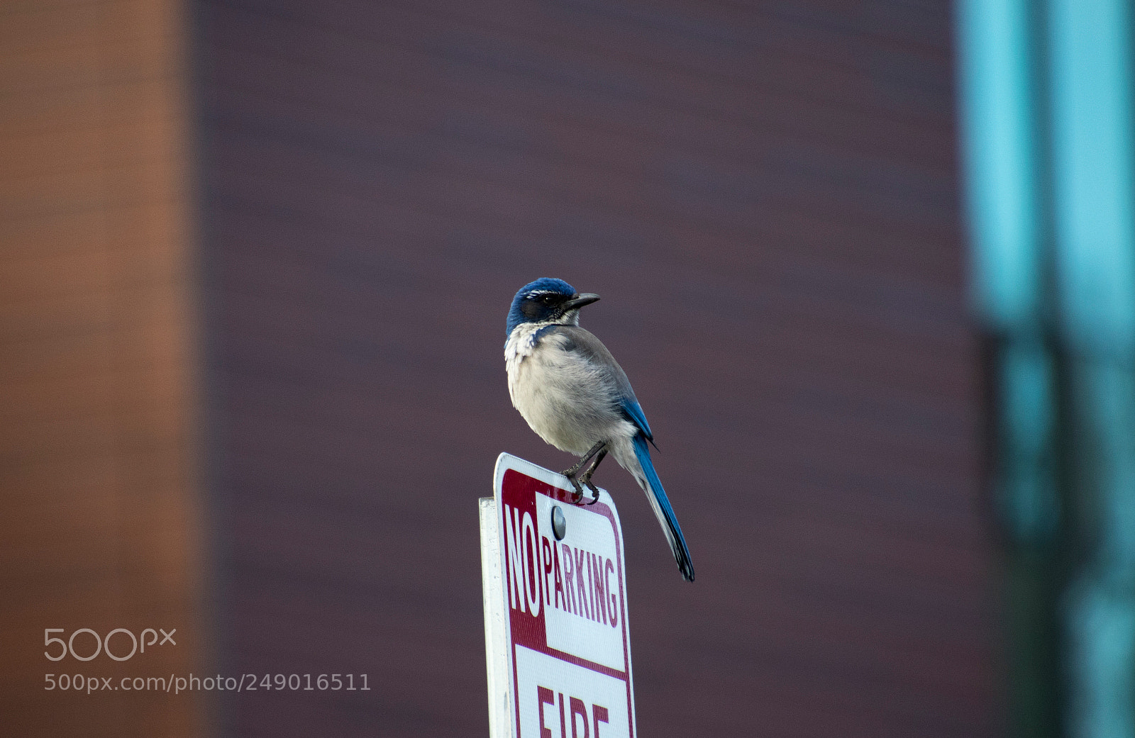 Canon EOS 7D Mark II sample photo. No parking bird .... photography