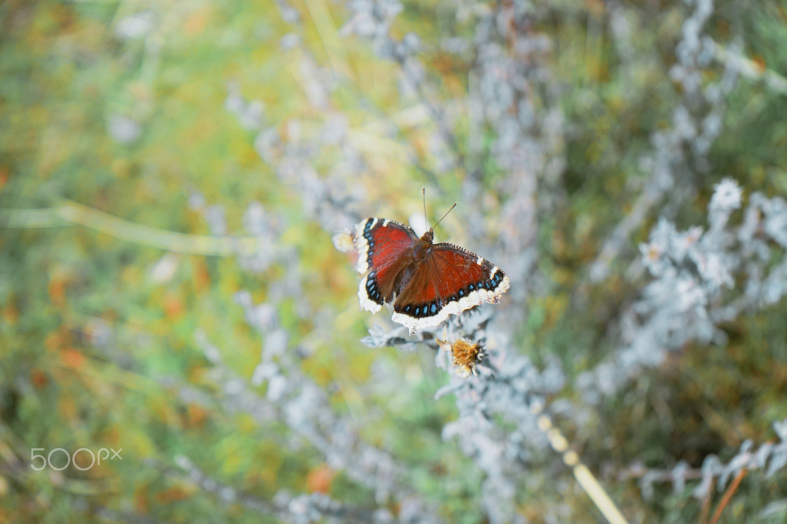Sony FE 28-70mm F3.5-5.6 OSS sample photo. Butterfly photography