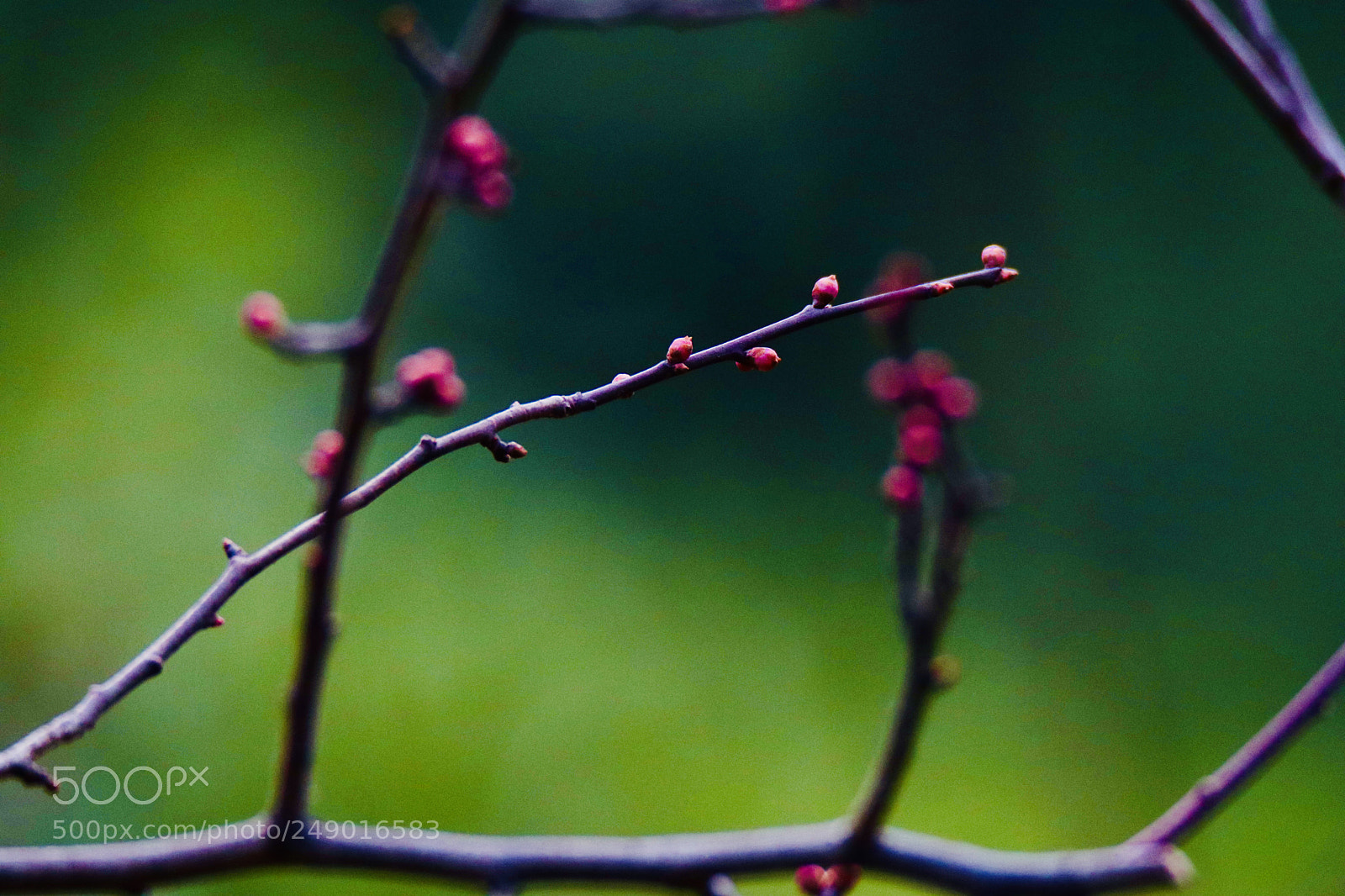 Canon EOS 80D sample photo. The initial color of photography