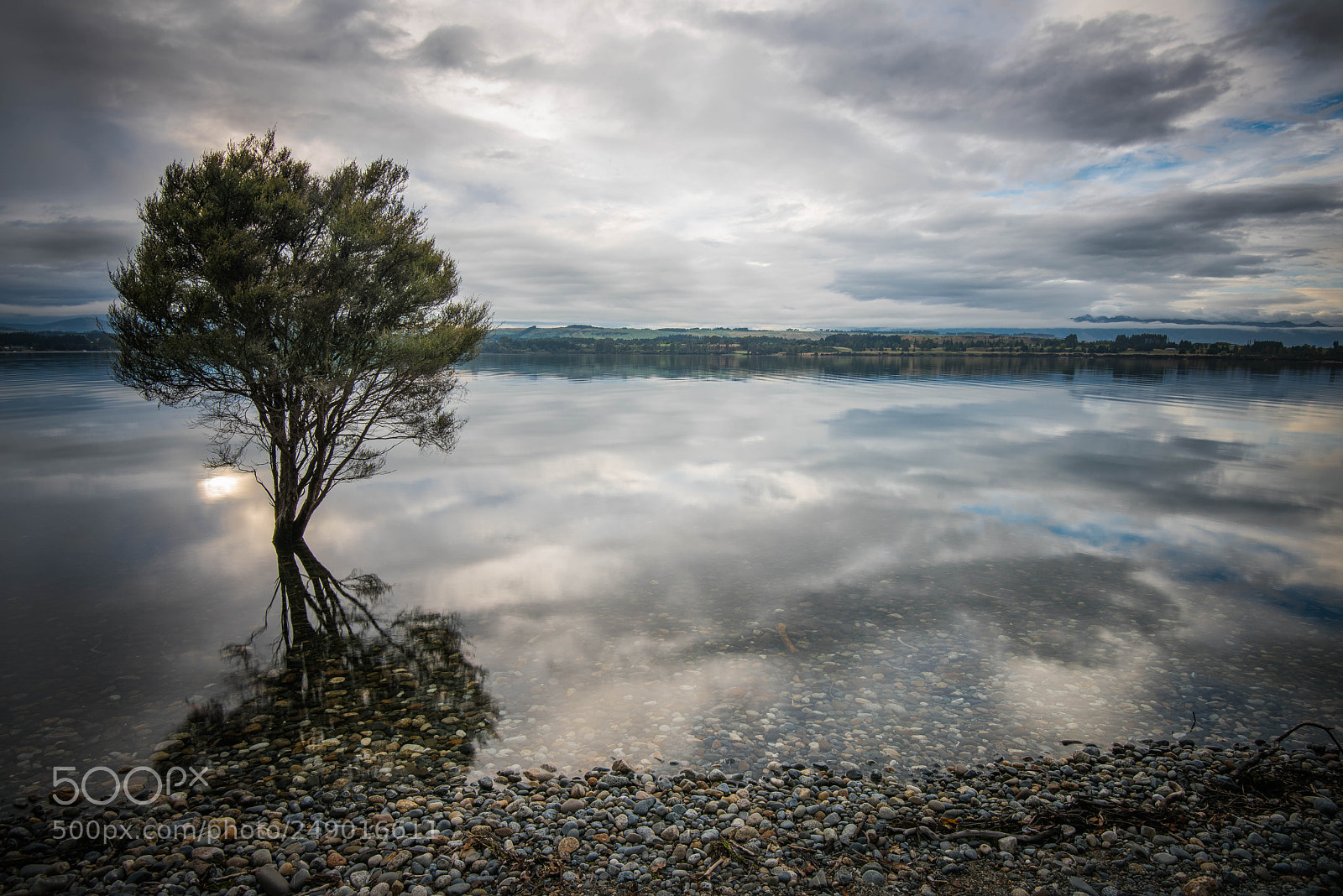Nikon D810 sample photo. Lake te anau tree photography