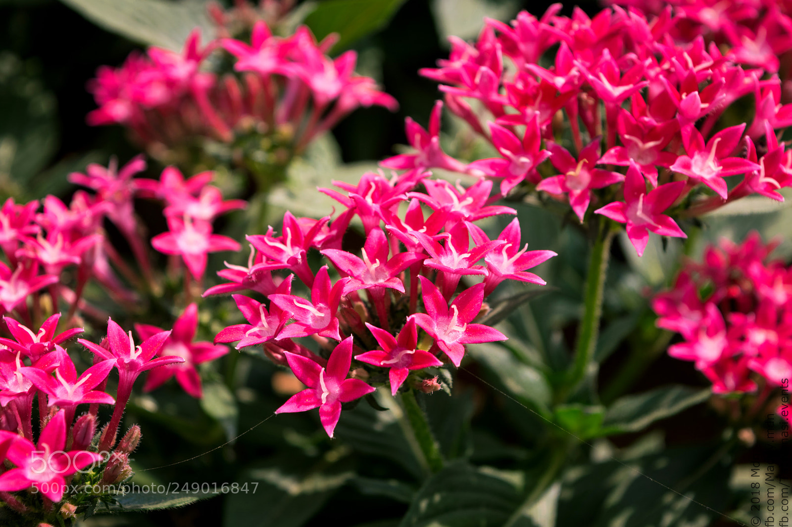 Nikon D3300 sample photo. Random click photography
