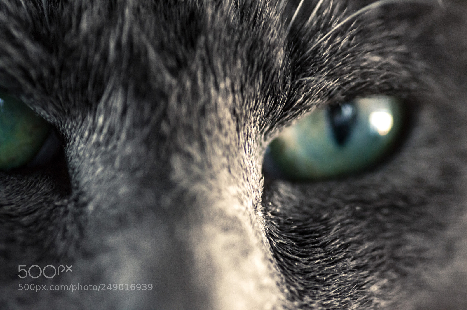 Nikon D3200 sample photo. Cat face photography
