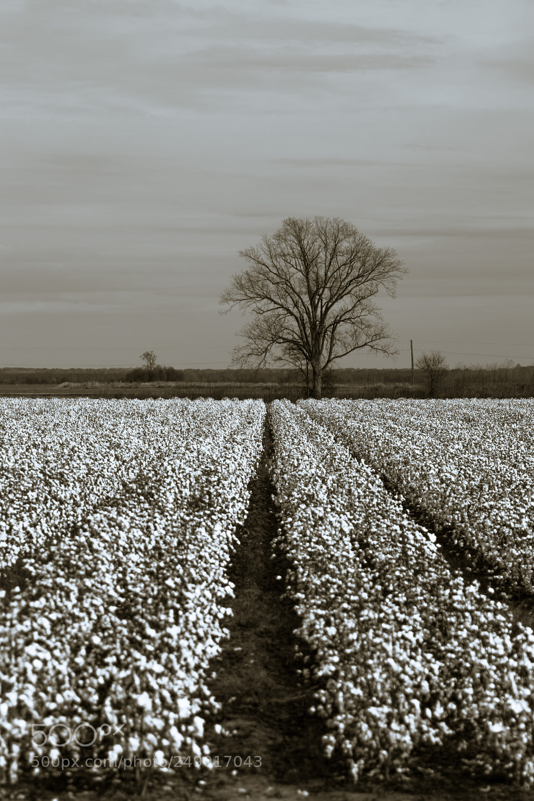 Nikon D3200 sample photo. Raw cotton photography