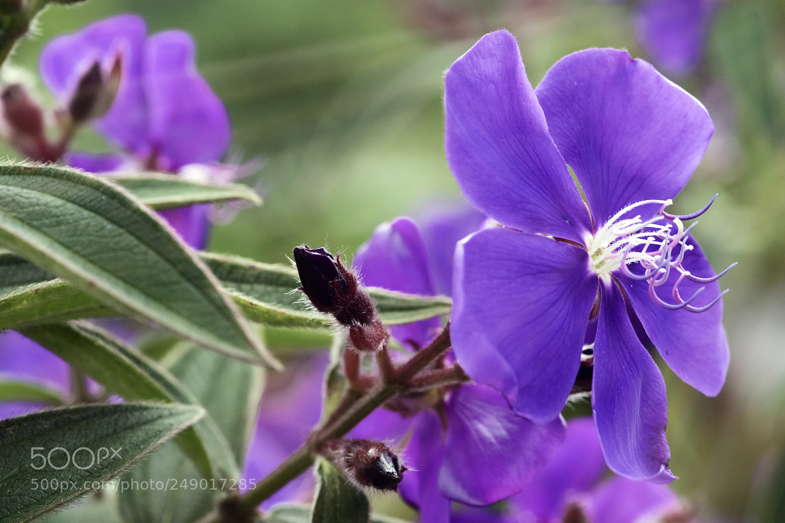 Nikon D810 sample photo. Flower f photography