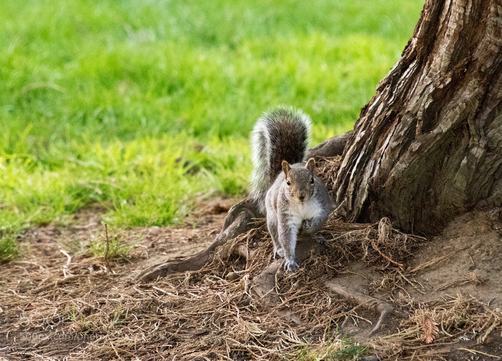 Canon EOS 7D Mark II sample photo. Who - me? photography