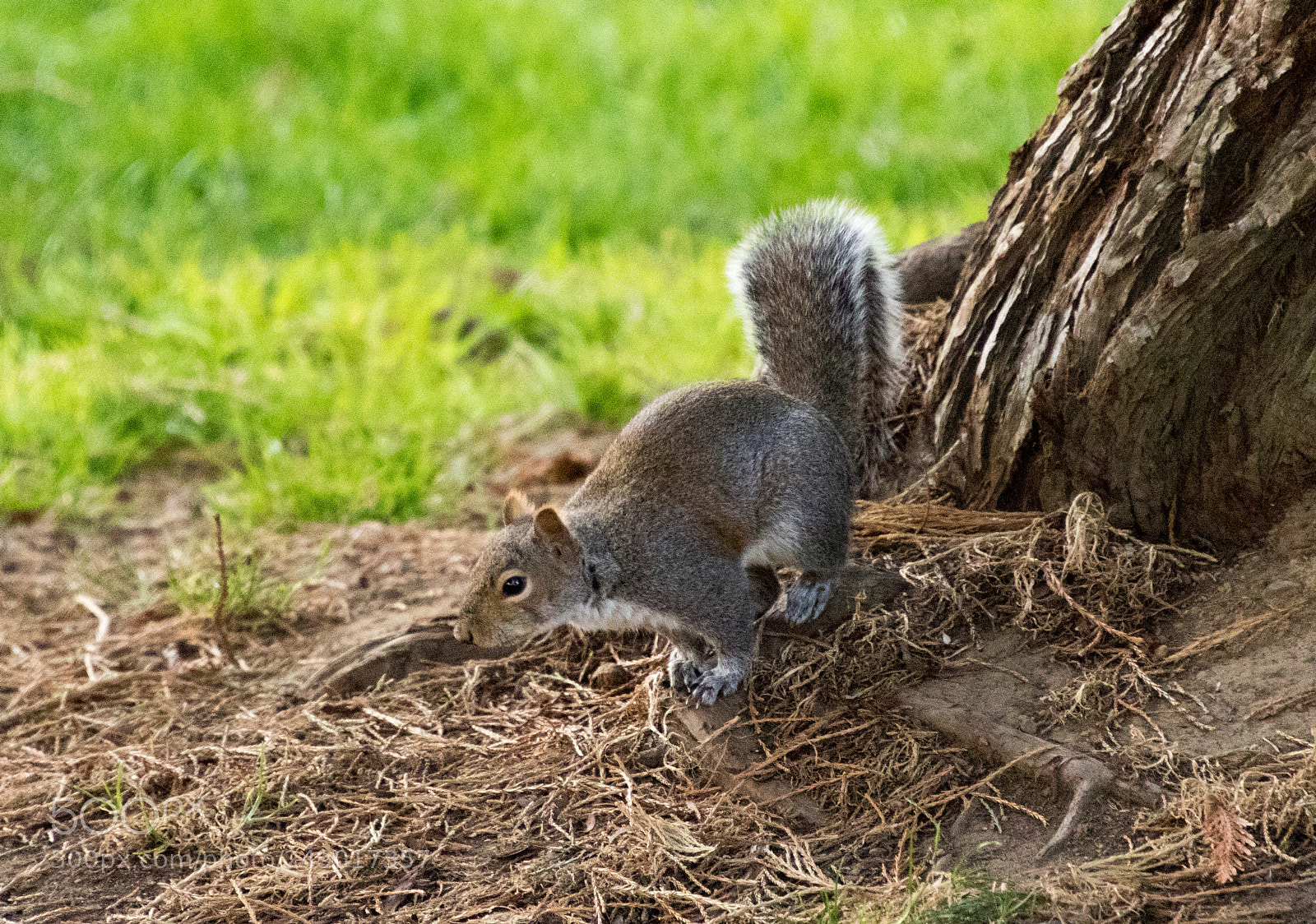 Canon EOS 7D Mark II sample photo. Who - me? photography