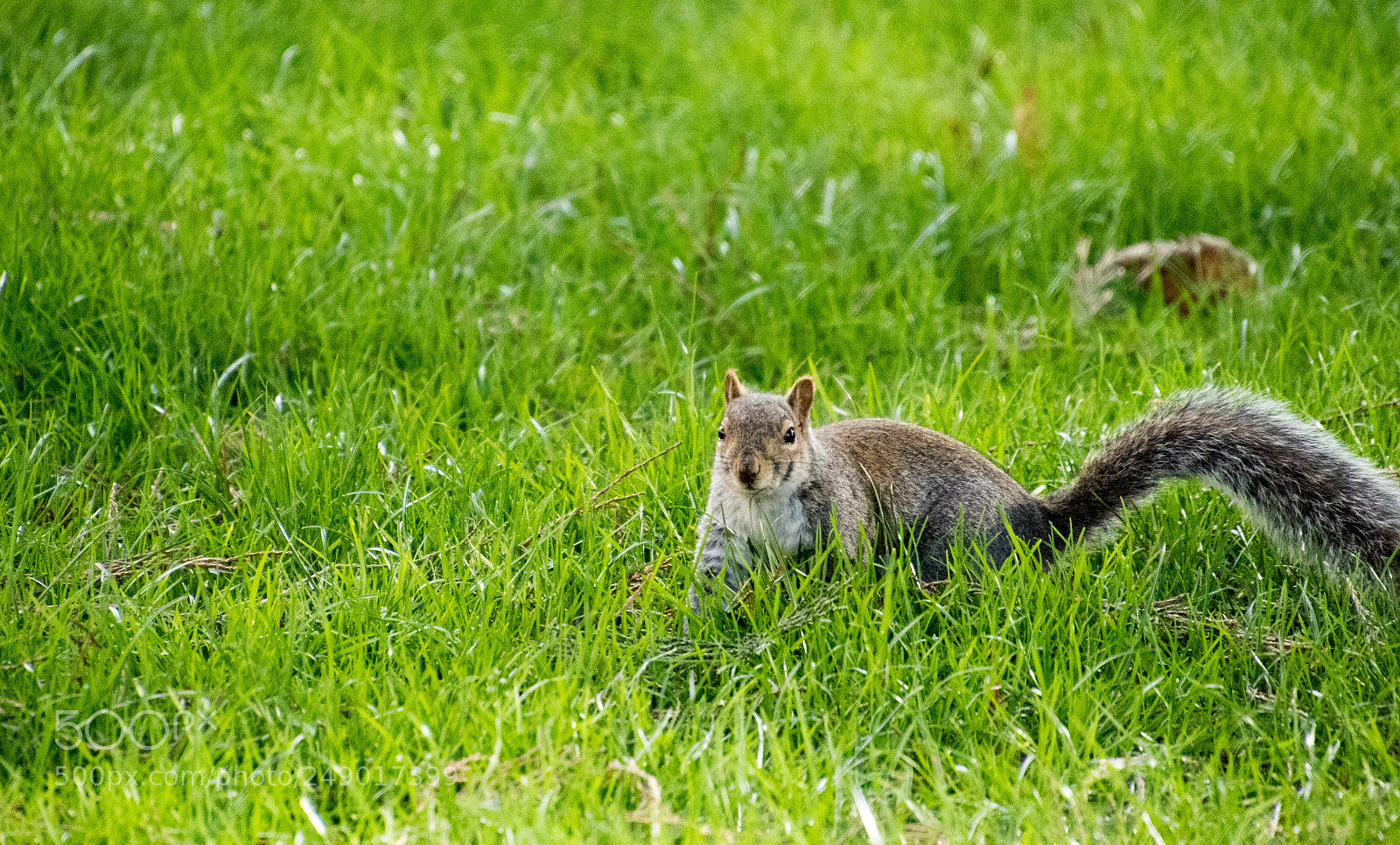 Canon EOS 7D Mark II sample photo. Who - me? photography