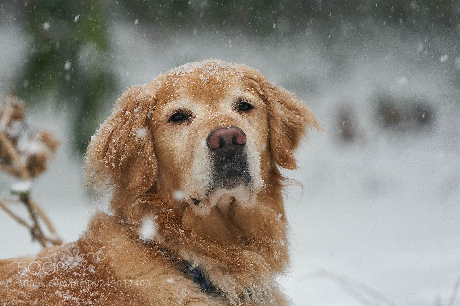 Sony a9 sample photo. First snow photography