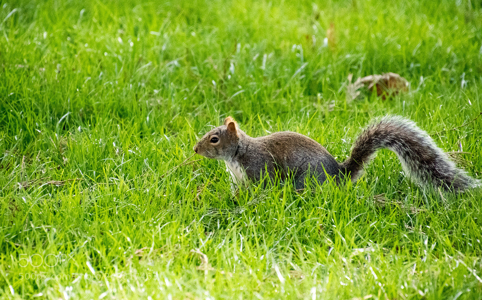Canon EOS 7D Mark II sample photo. Who - me? photography