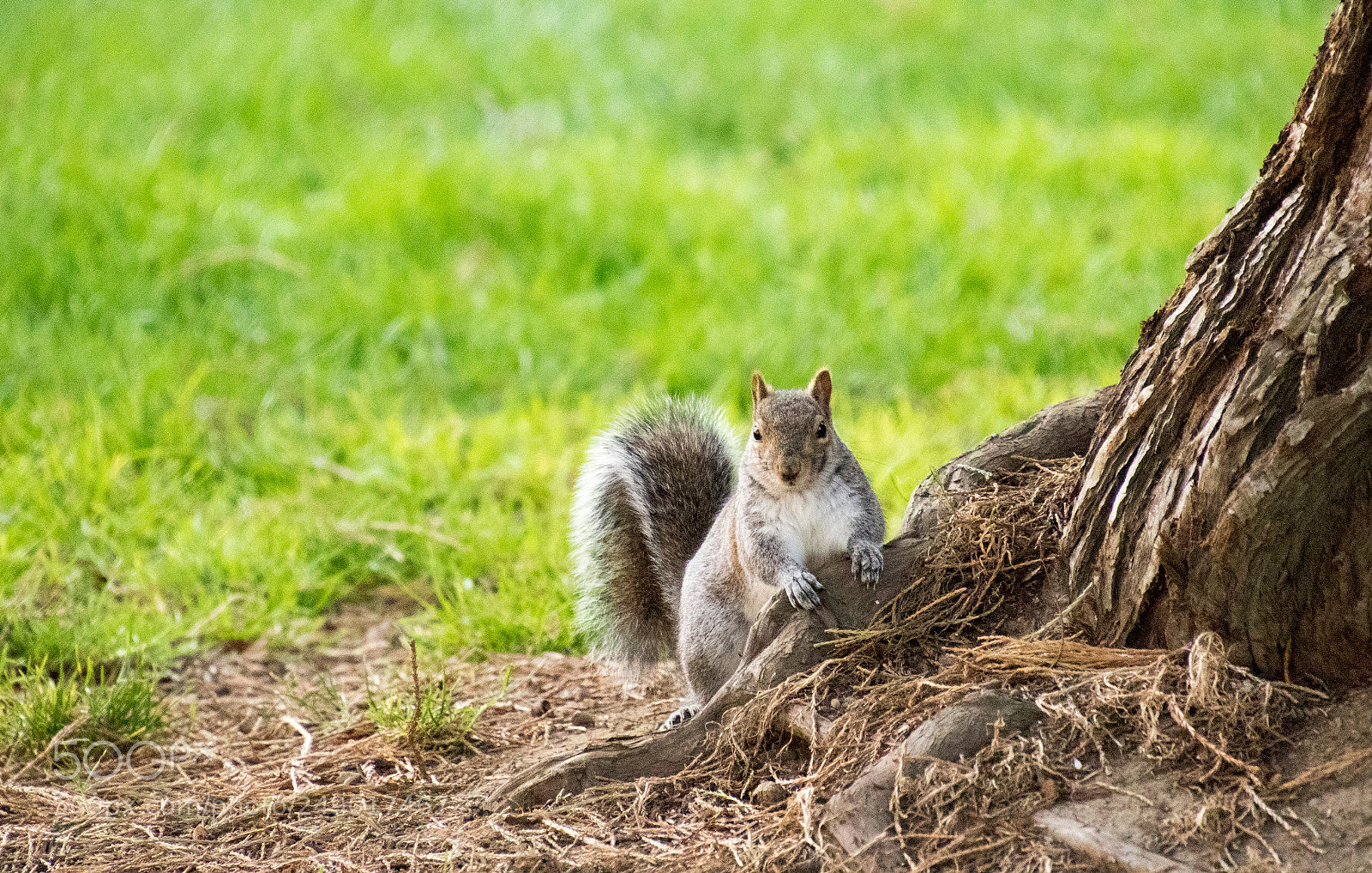 Canon EOS 7D Mark II sample photo. Who - me? photography