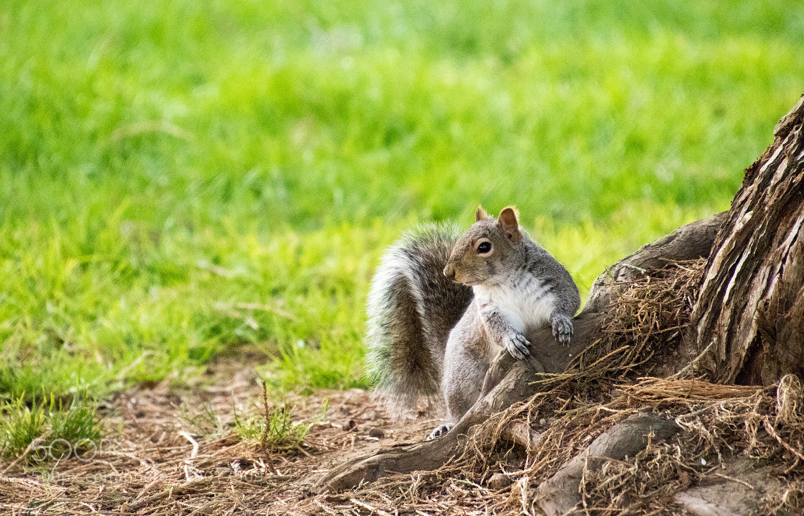 Canon EOS 7D Mark II sample photo. Who - me? photography