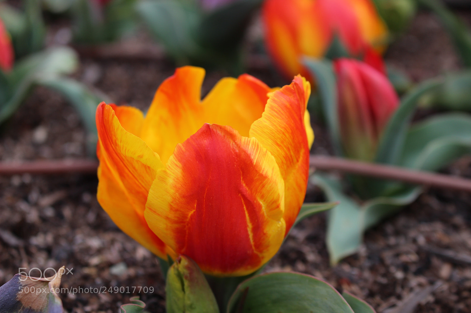 Canon EOS 700D (EOS Rebel T5i / EOS Kiss X7i) sample photo. Tulip photography