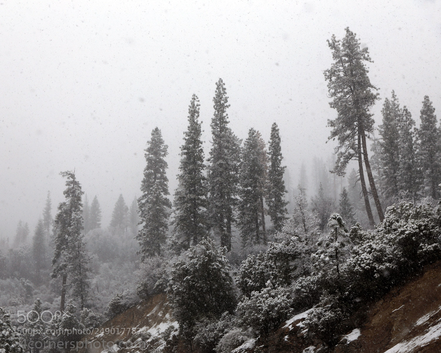 Canon EOS 6D sample photo. Snow and forest, tuolumne photography