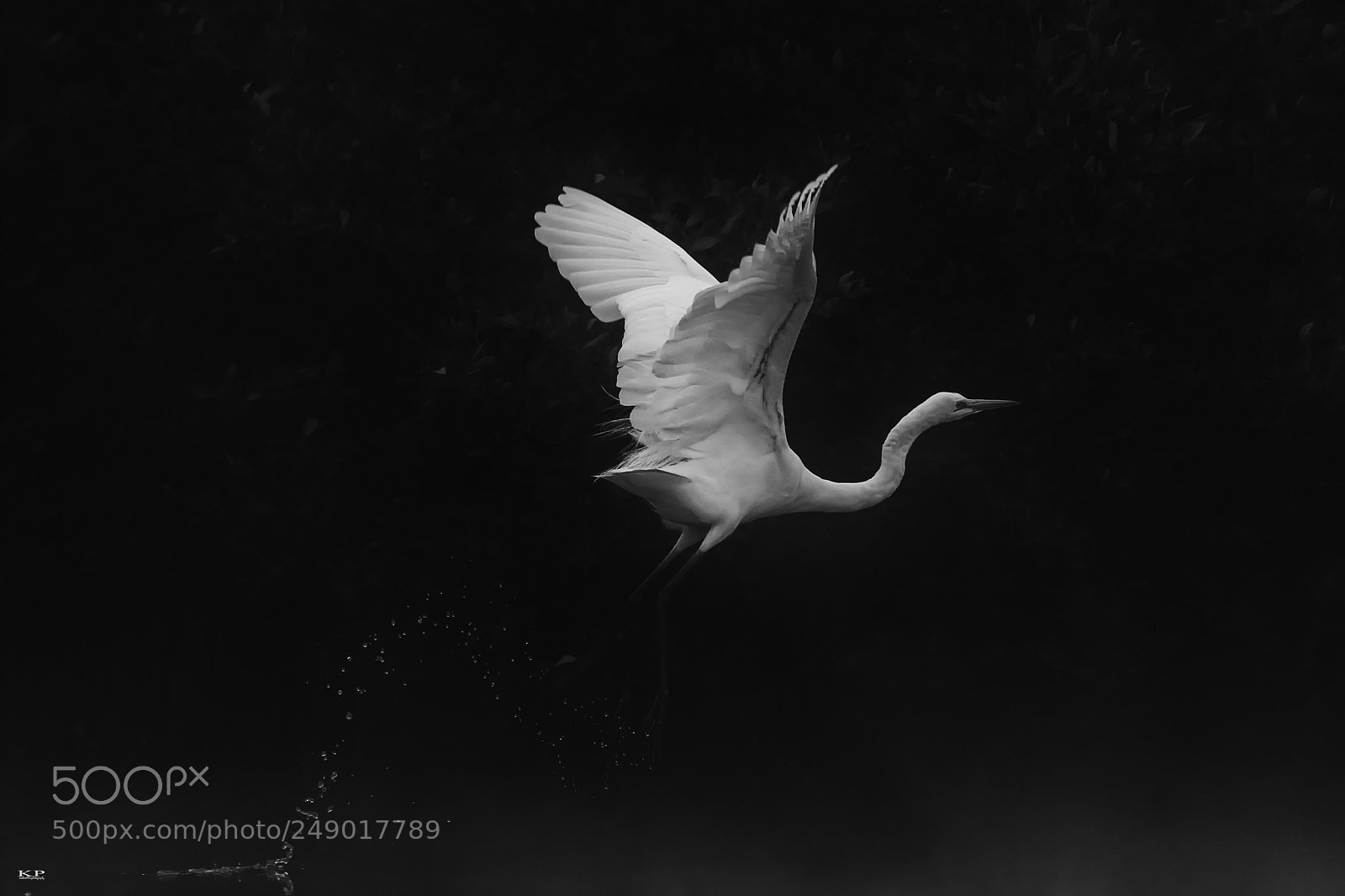 Nikon D7200 sample photo. Little egret takeoff .... photography