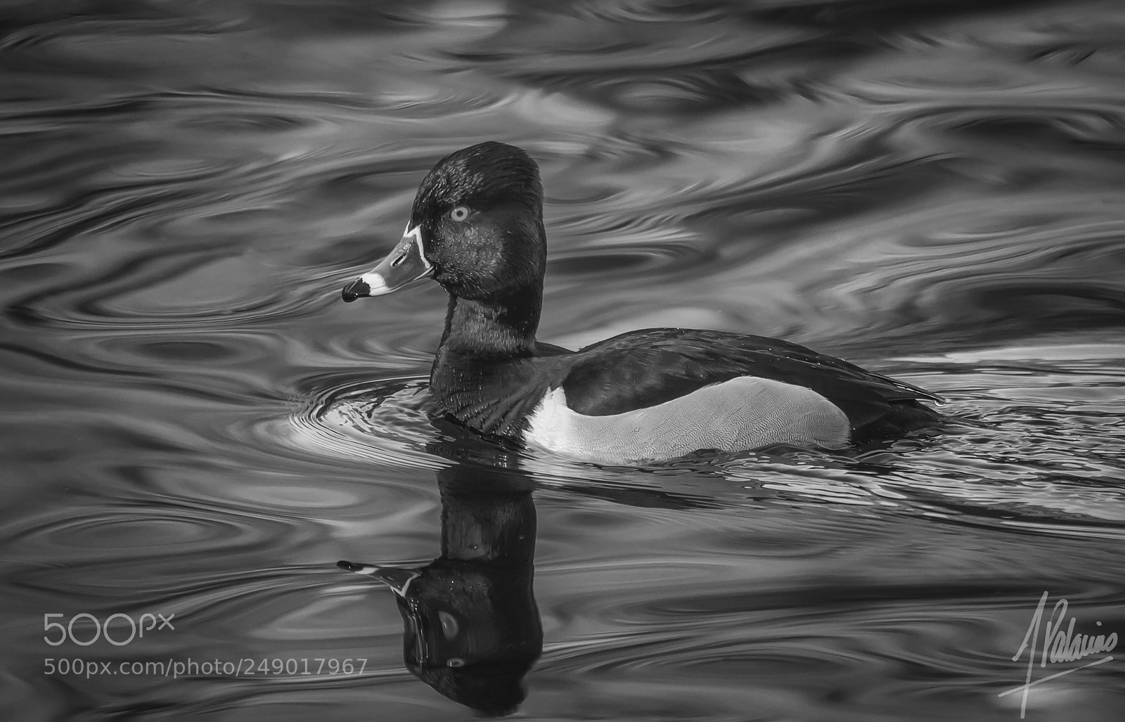 Canon EOS 7D sample photo. Ring-necked duck @ yellow lake photography