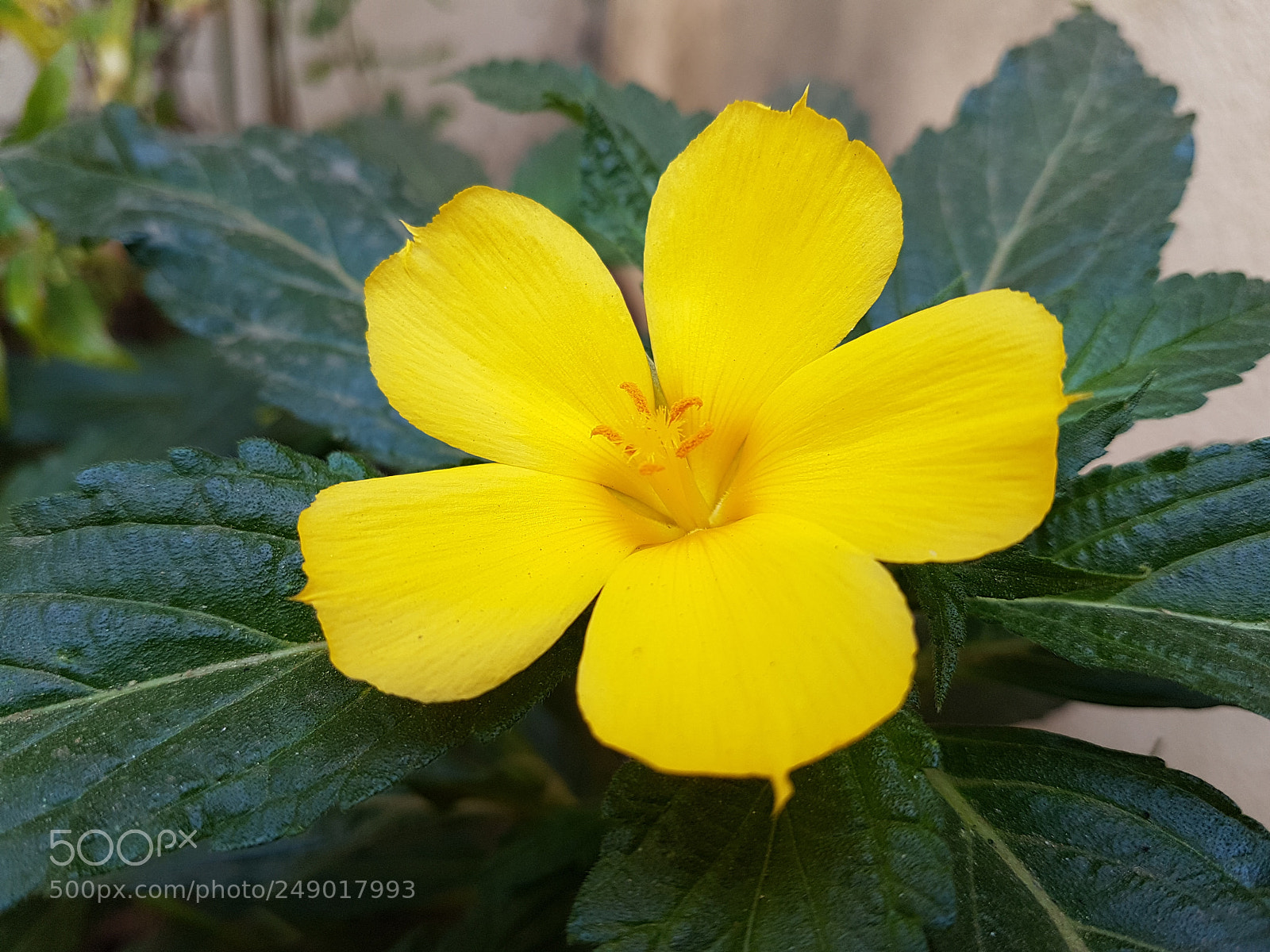 Samsung Galaxy S7 sample photo. Untitled photography