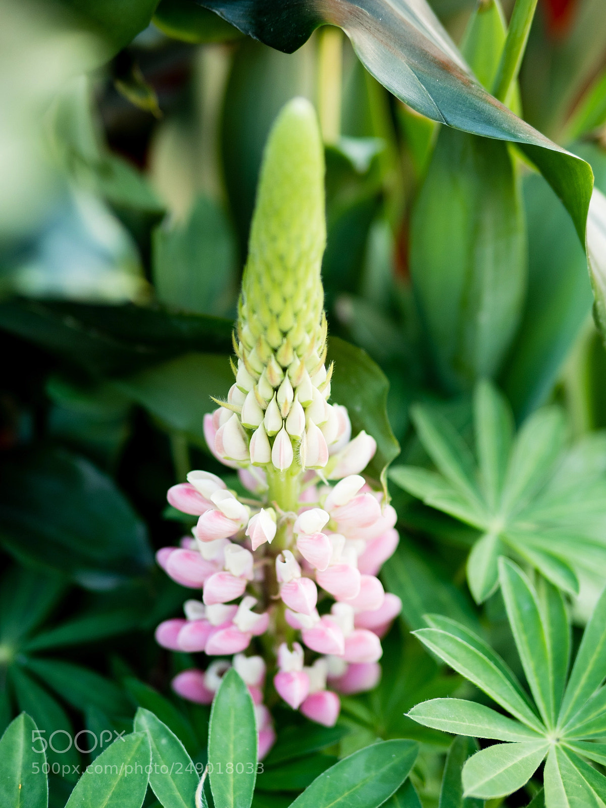 Olympus OM-D E-M5 II sample photo. Lupinus micranthus guss photography