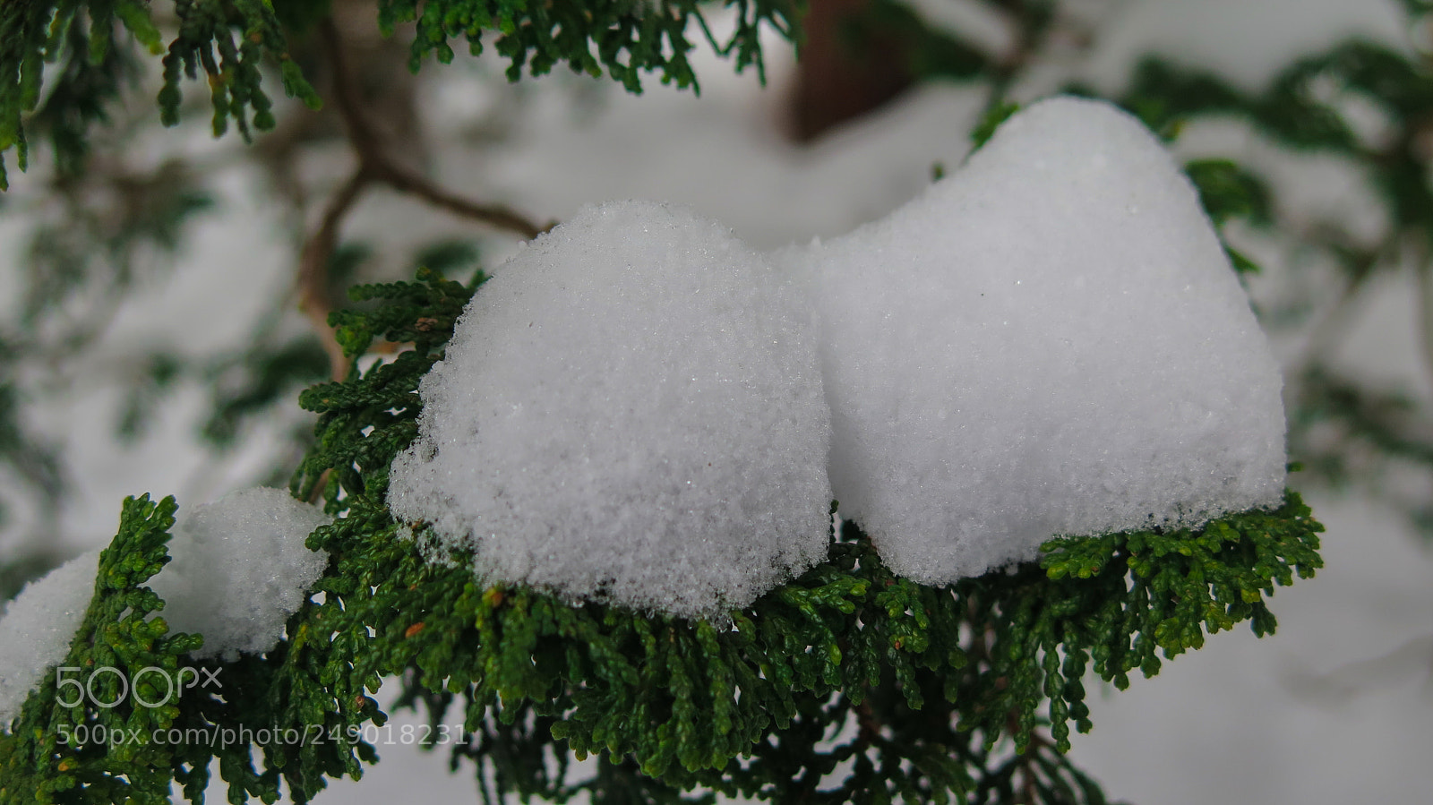 Canon PowerShot G16 sample photo. Snow on pine leaves photography