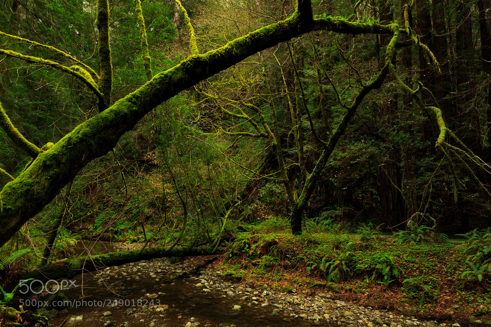 Pentax K-3 II sample photo. Muir woods photography