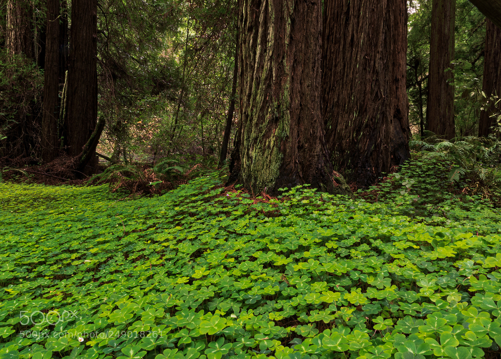 Pentax K-3 II sample photo. Muir woods photography