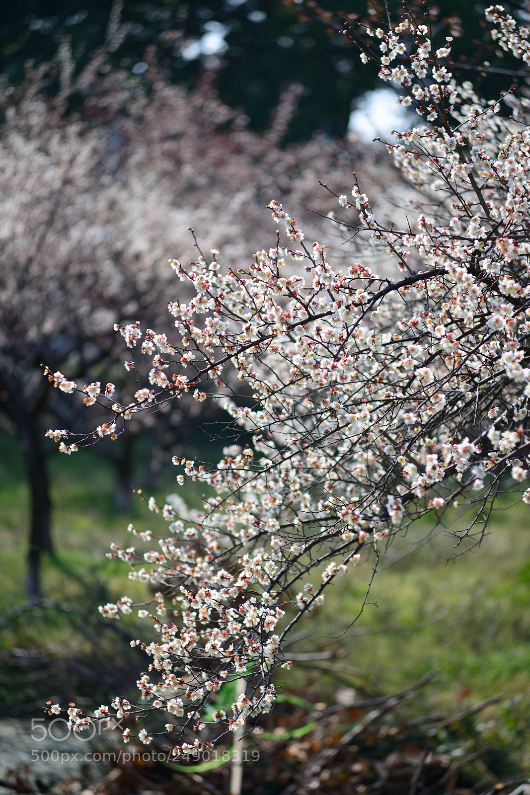 Nikon D600 sample photo. The blooming wintersweet flowers photography