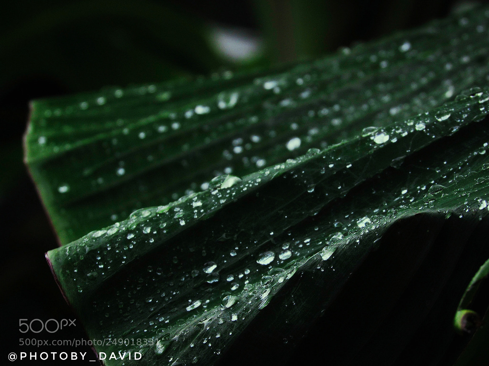 Canon PowerShot SX520 HS sample photo. Rain drops photography
