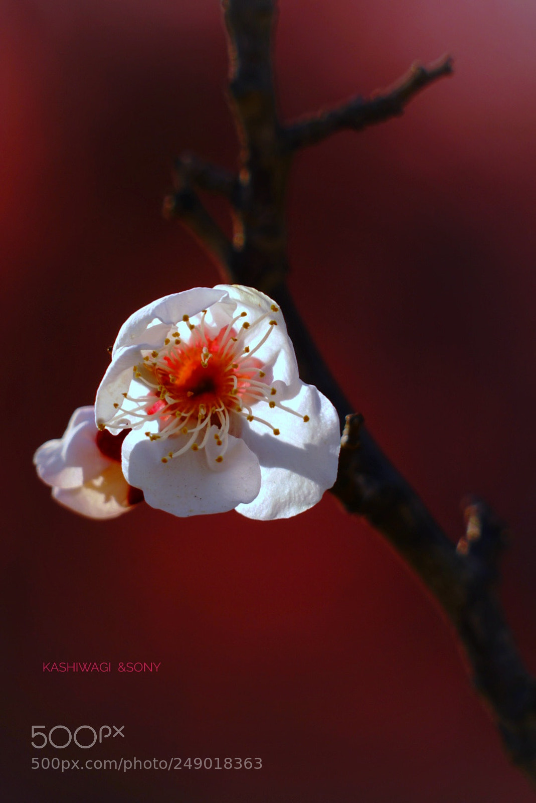 Sony a7 II sample photo. White plum loved by photography