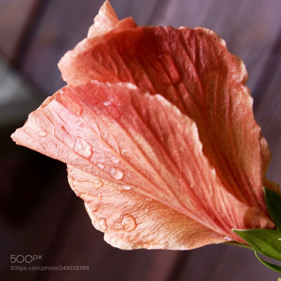Sony a6000 sample photo. The color peach photography