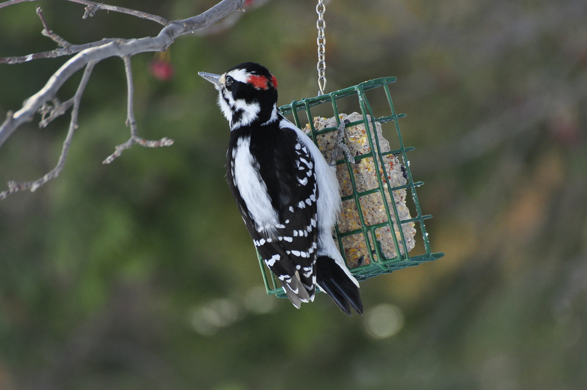 Sigma APO 170-500mm F5-6.3 Aspherical RF sample photo. Hairy woodpecker photography