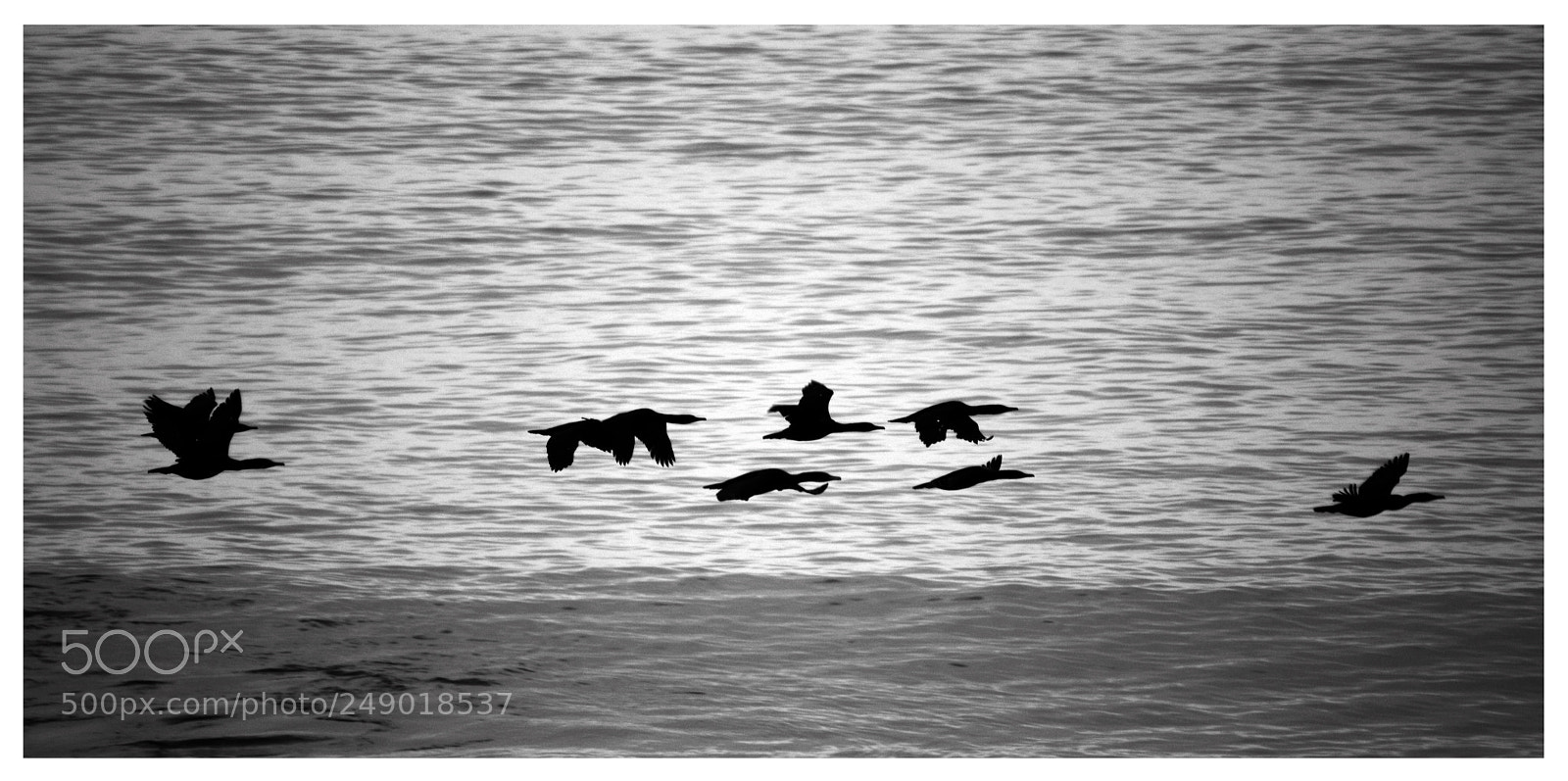 Nikon D7100 sample photo. Wild bird photography