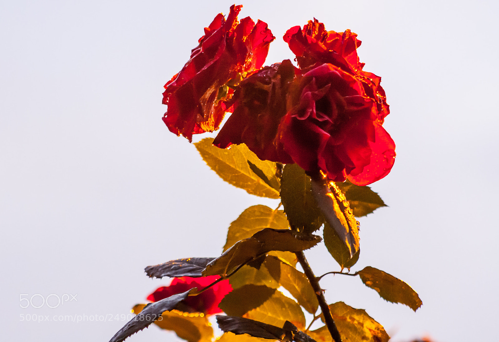 Canon EOS 1000D (EOS Digital Rebel XS / EOS Kiss F) sample photo. Rose photography