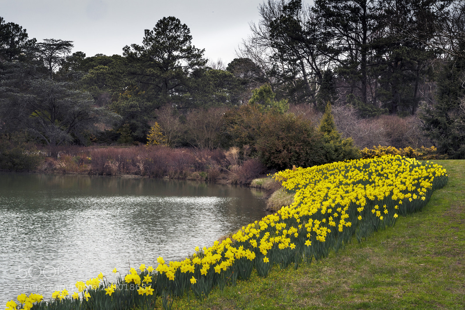 Sony a7R III sample photo. Spring in the norfolk photography