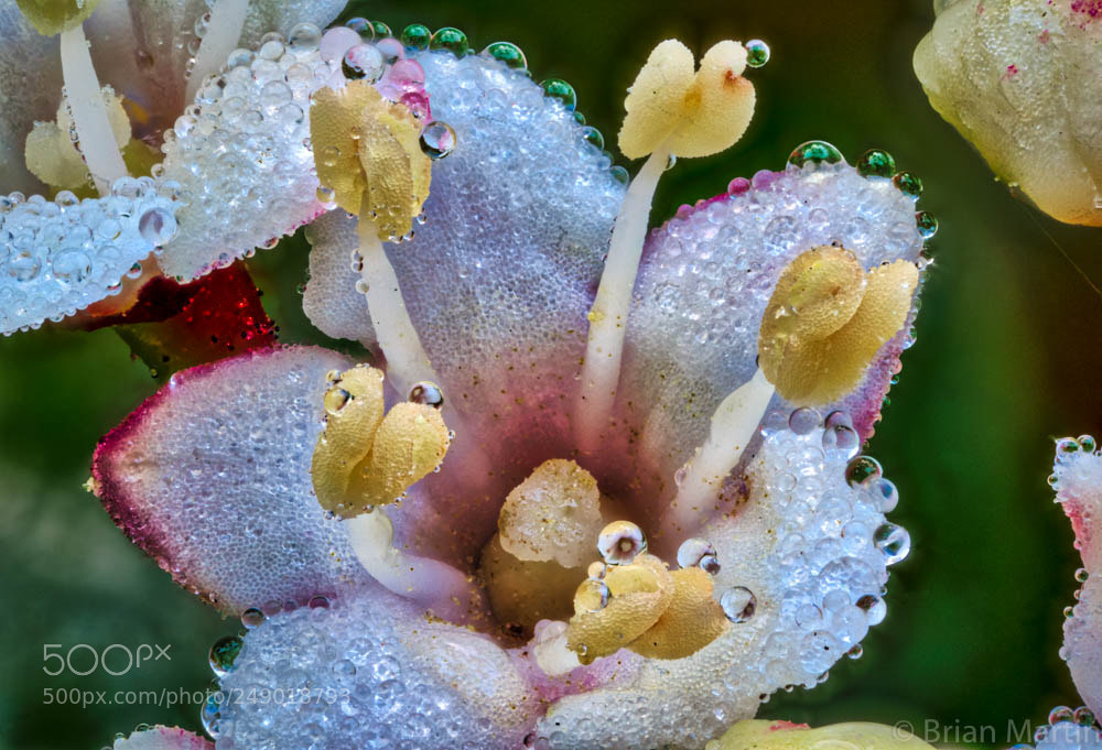 Sony a7R III sample photo. Minuscule flower photography