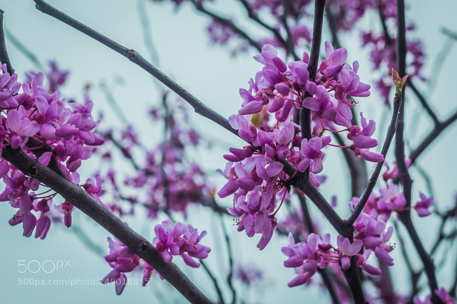 Canon EOS 60D sample photo. In bloom photography