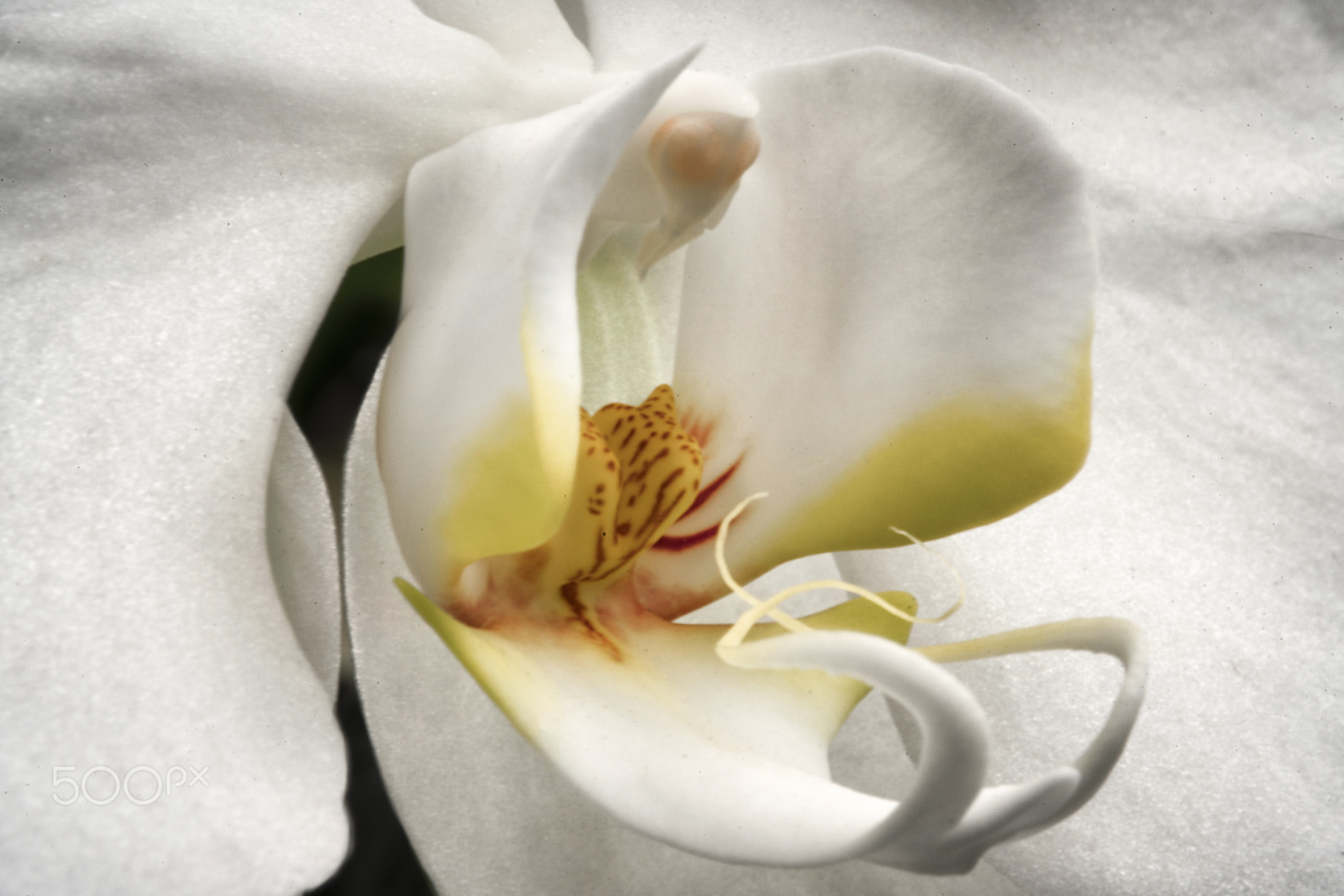 White Corsage Orchid
