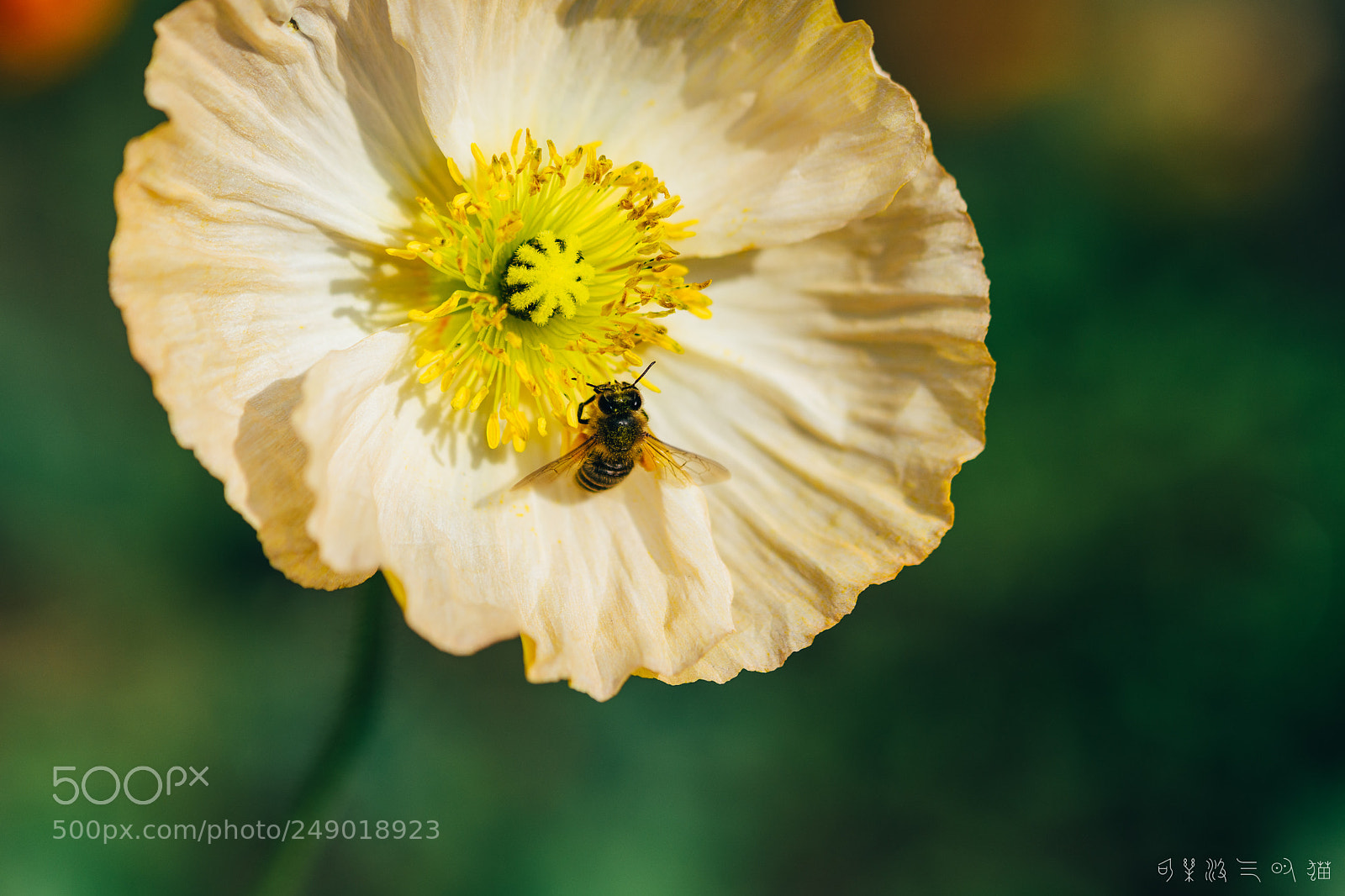 Nikon D7200 sample photo. Bee and poppy photography