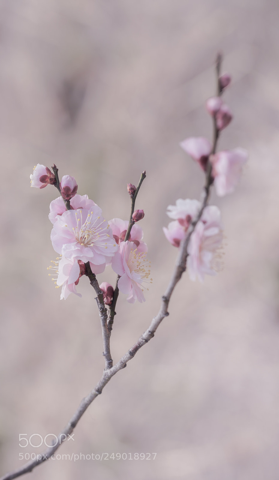 Sony a7R III sample photo. Pastel beauty photography