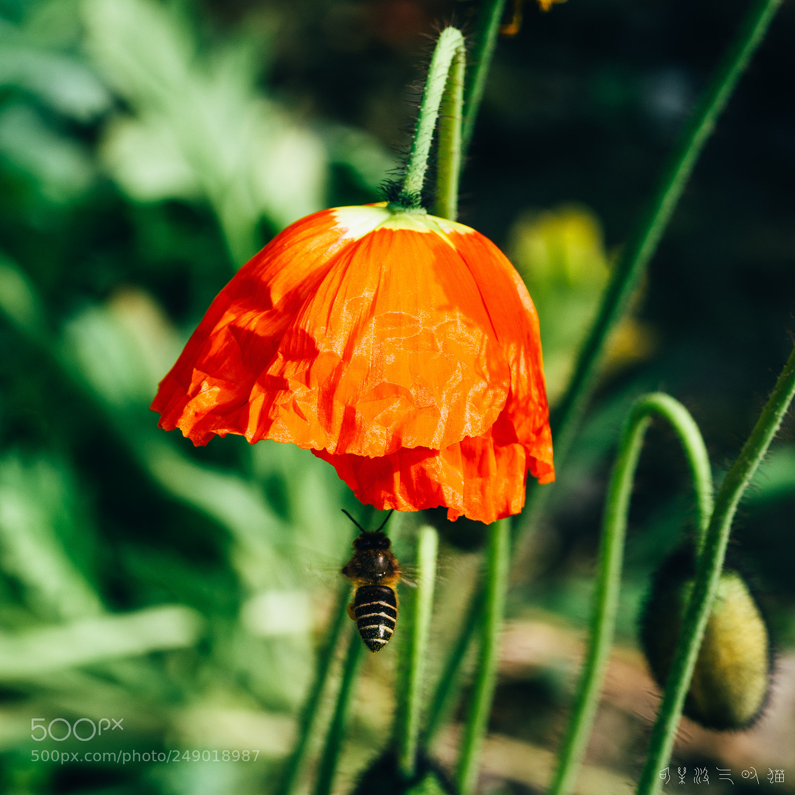 Nikon D7200 sample photo. Bee and poppy photography