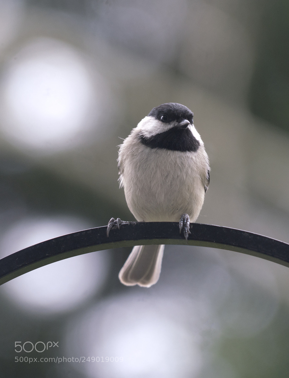 Sony a7R III sample photo. Black capped chickadee photography