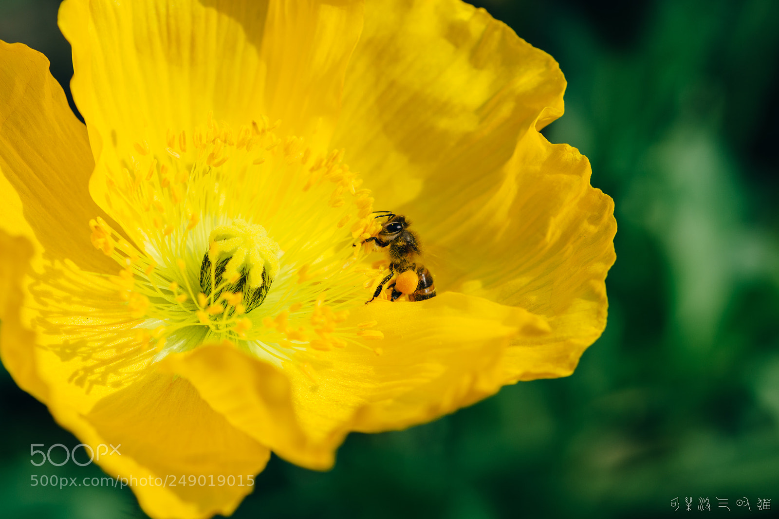 Nikon D7200 sample photo. Bee and poppy photography