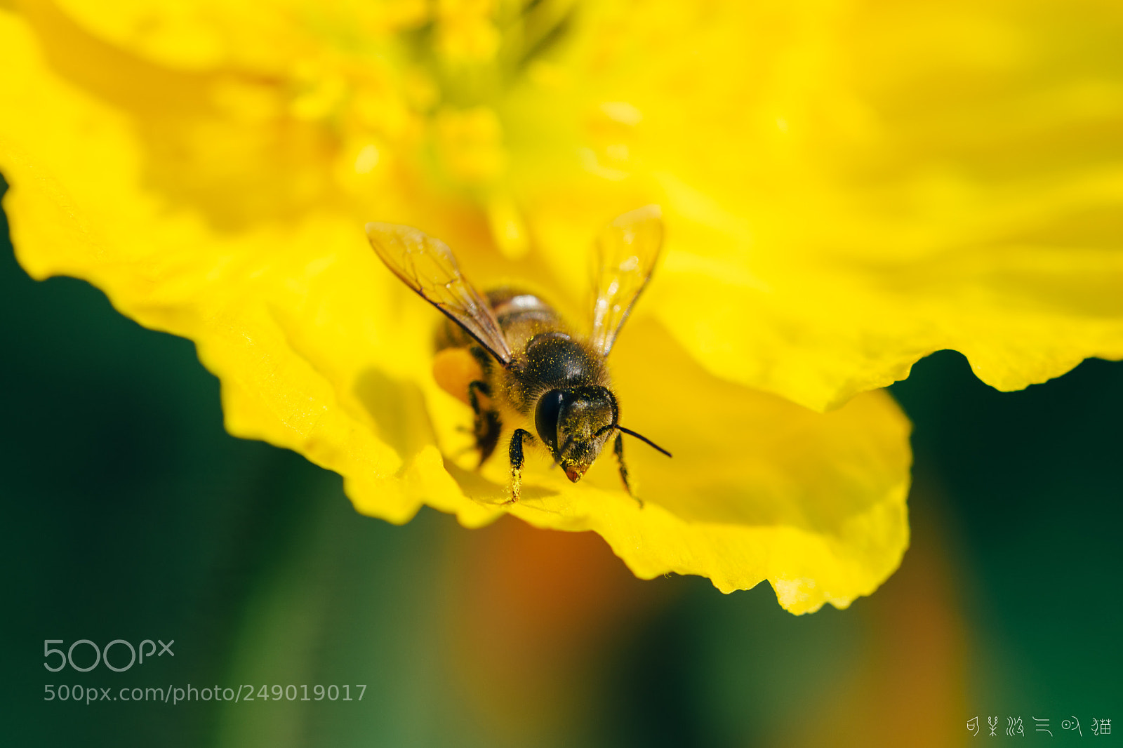 Nikon D7200 sample photo. Bee and poppy photography