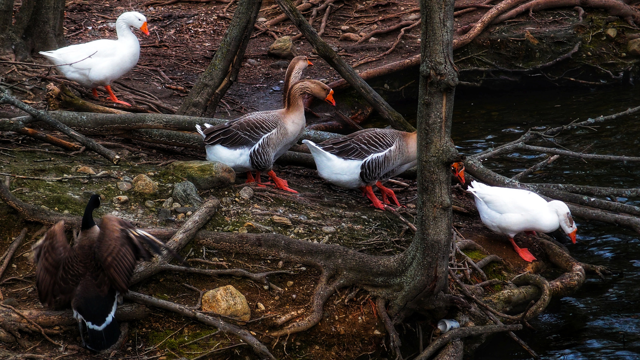Olympus XZ-1 sample photo. Follow the leader photography